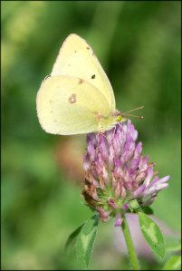 CloudedSulphur