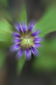 DSC2571Blur2-682x1024