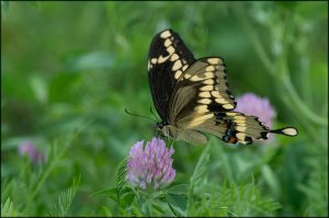 Giant Swallowtail