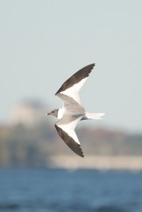 Sabine'sGull1