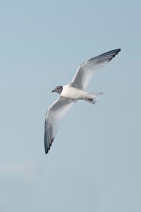 Sabine'sGull2