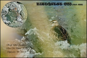 SharptailedSandpiperFB