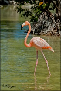 AmericanFlamingo2Blog