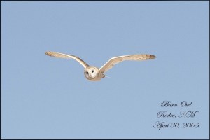BarnOwl-1024x684