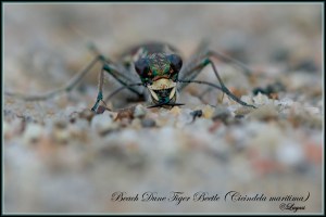 BeachDuneTigerBeetleBlog