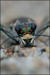 BeachDuneTigerBeetleBlog2