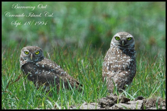 BurrowingOwl