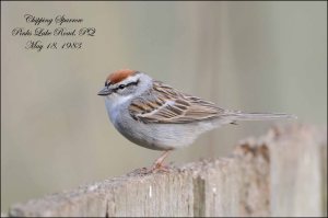 ChippingSparrow