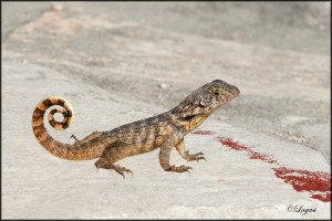 CubanLizardblog