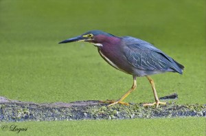 DSC2849BLOG-1024x678