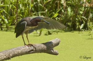 DSC2970BLOG-1024x682