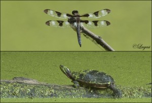 DSC3009BLOG2BLOG-1024x690