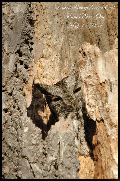 EasternGrayScreechOwl
