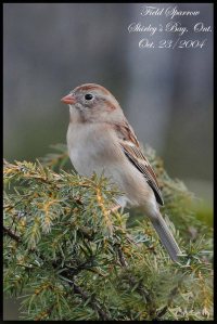 FieldSparrow