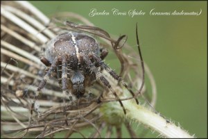 GardenCrossSpider-1024x683