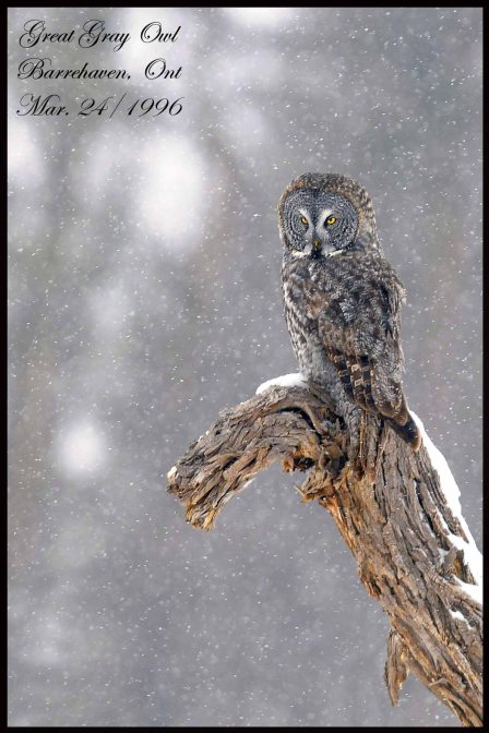 GreatGrayOwl