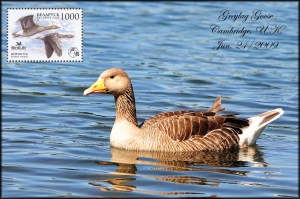 GreylagGoose-1024x681