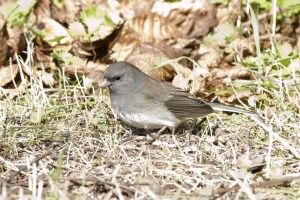 Junco-1024x683