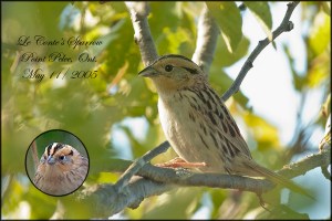 LeContesSparrowBlog11