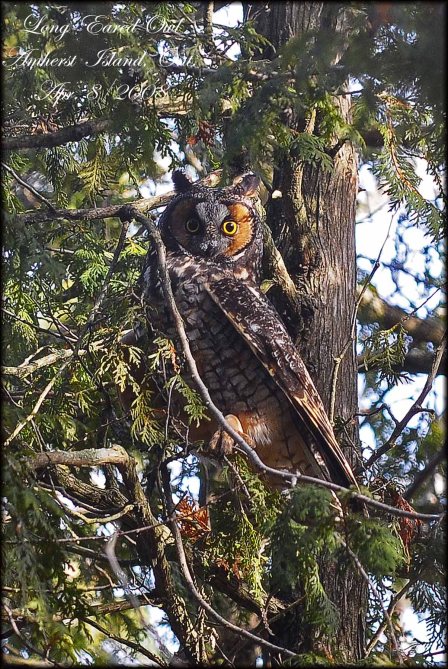 LongEaredOwl