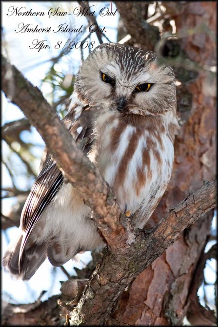 Northern Saw-Whet Owl