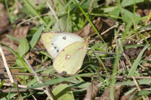 PinkEdgedSulphur-1024x683