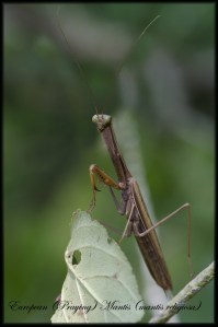 PrayingMantis-680x1024