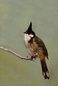RedWhiskeredBulbul-683x1024