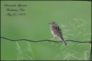 SavannahSparrow