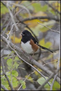 Towhee-684x1024