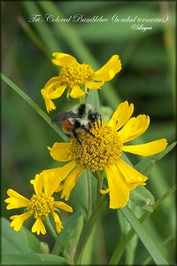 TriColoredBumblebeeblog