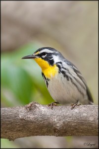 Yellow-ThroatedWarblerblog
