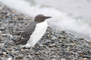 CommonMurre