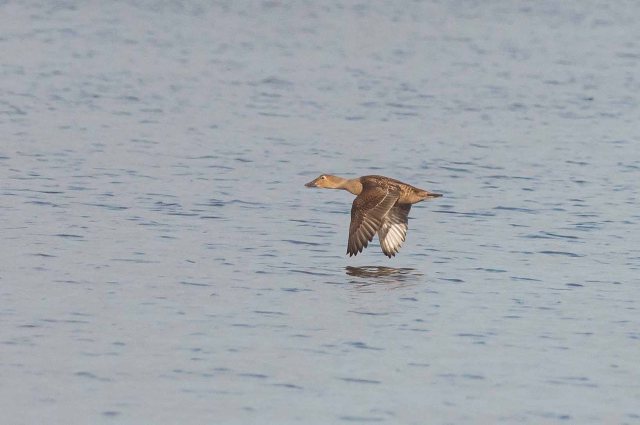 FemaleKingEiderFlight1