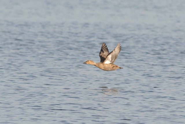 FemaleKingEiderFlight2