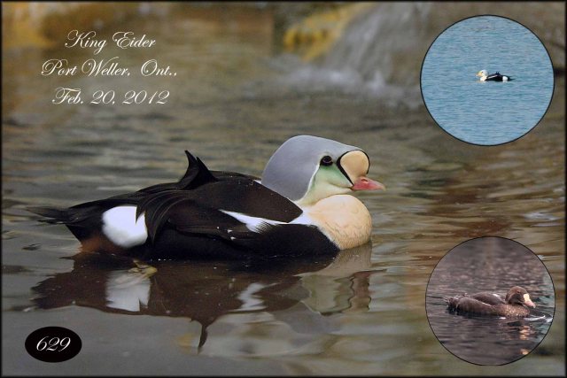 KingEiderBB