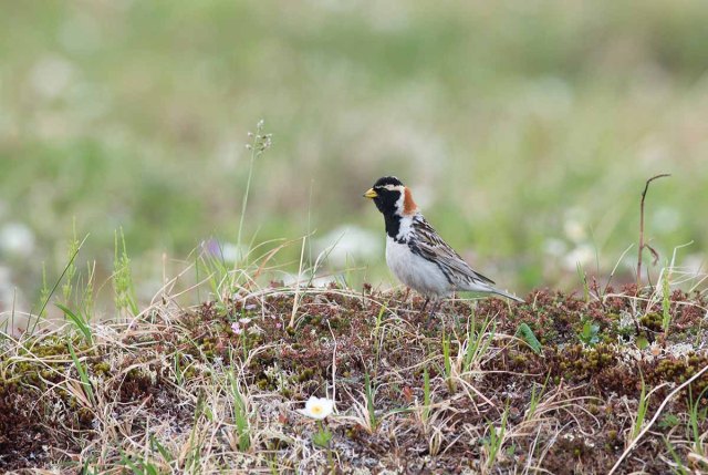 LaplandLongspur