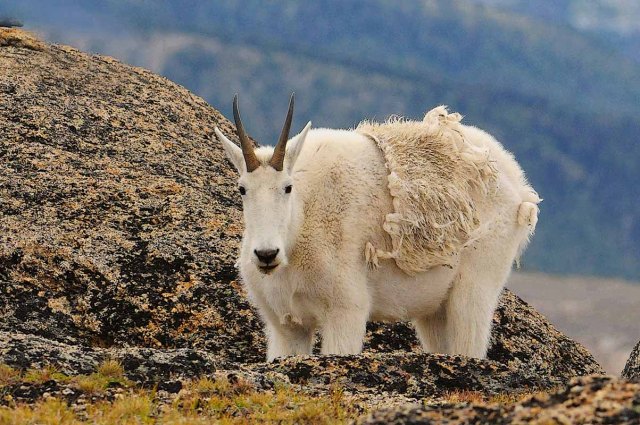 MountainGoat
