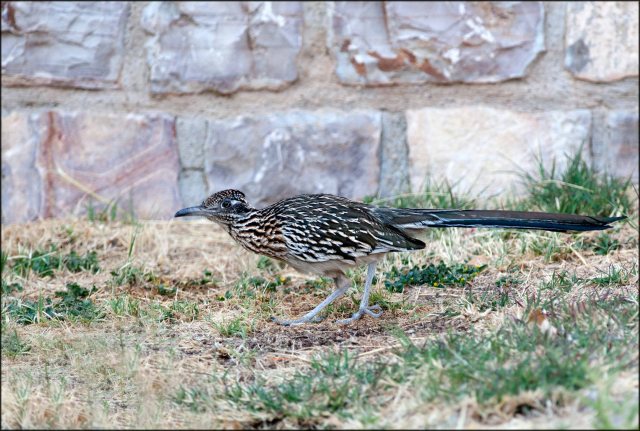 Roadrunner(female)