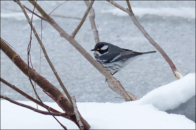 Black-throatedGrayWarblerBlog2