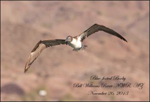 BluefootedBooby