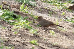 CaliforniaTowheeBlog