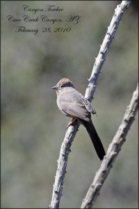 CanyonTowheeBlog