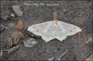 CommonAngleMothBlog