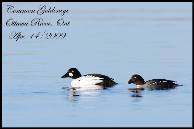 CommonGoldeneye