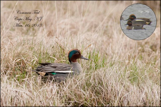 CommonTeal