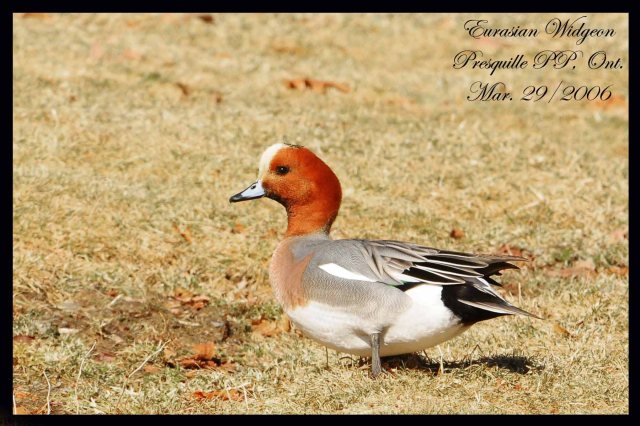 EurasianWidgeon