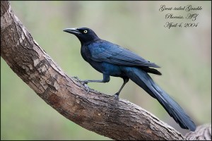 GreatTailedGrackleBlog