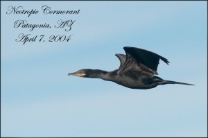 NeotropicCormorantBlog