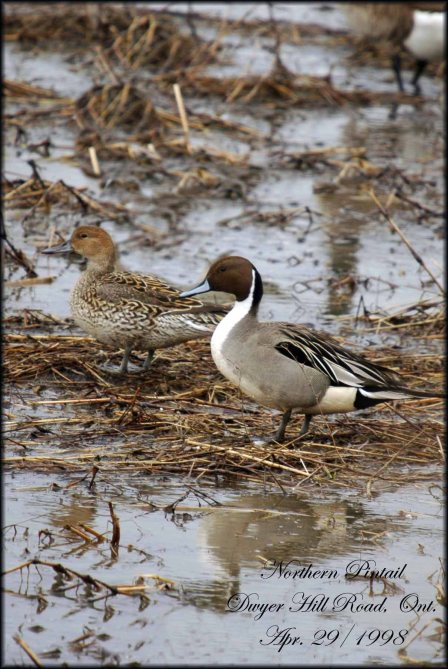 NorthernPintail